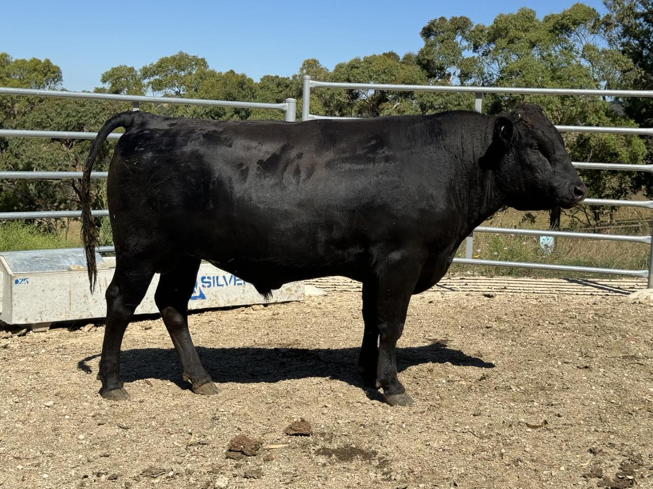 Wagyu Bulls for Sale FW1F22T0006