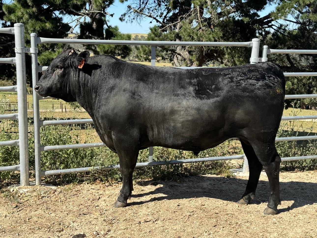 Wagyu Bulls for Sale FW1F22T0007