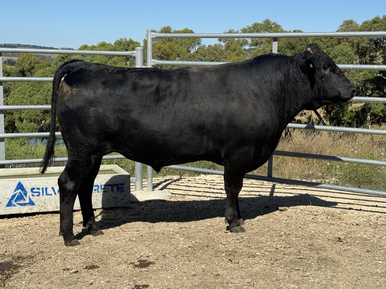 Wagyu Bulls for Sale FW1F22T0009