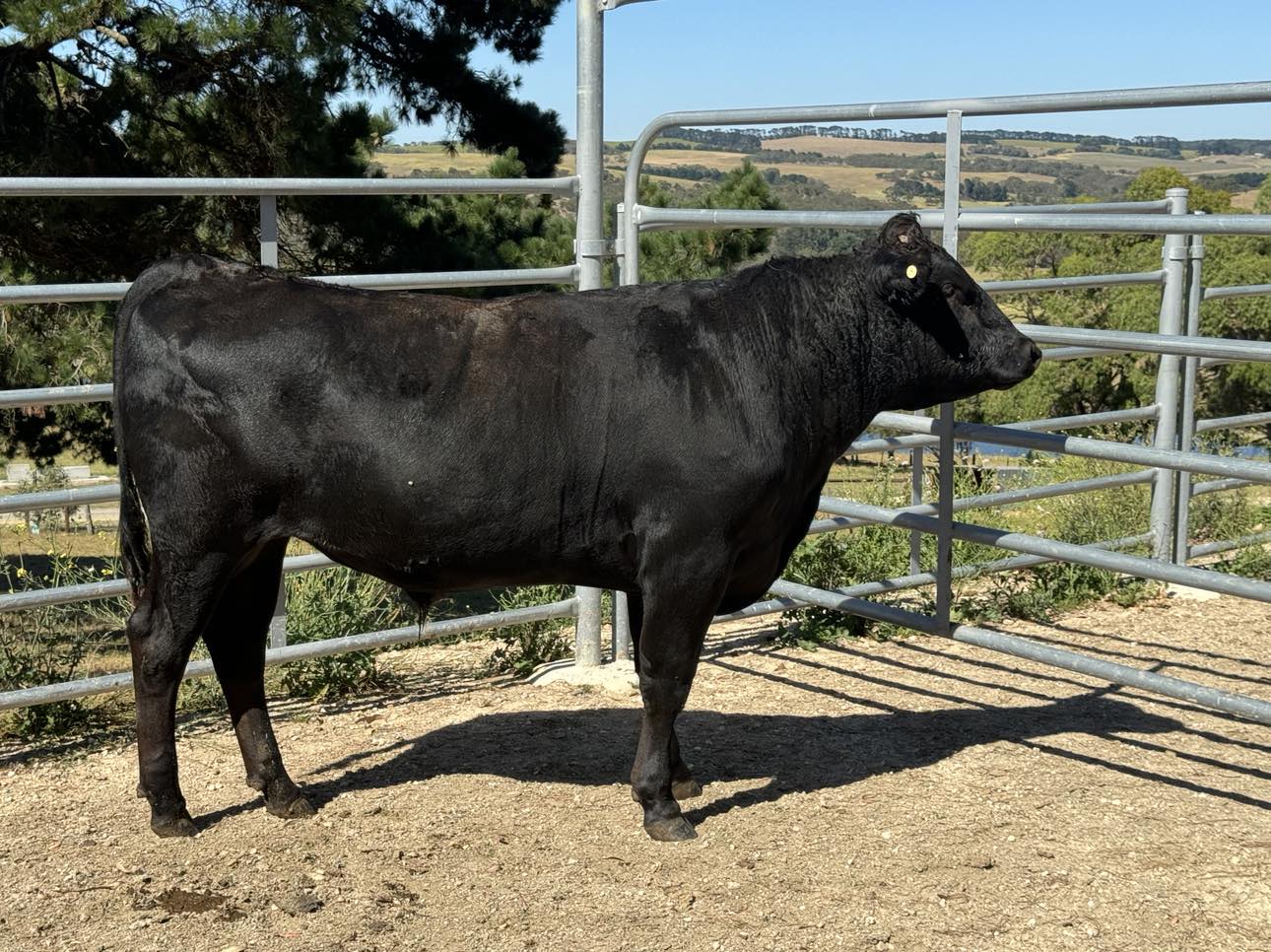Wagyu Bulls for Sale FW1F22T0011