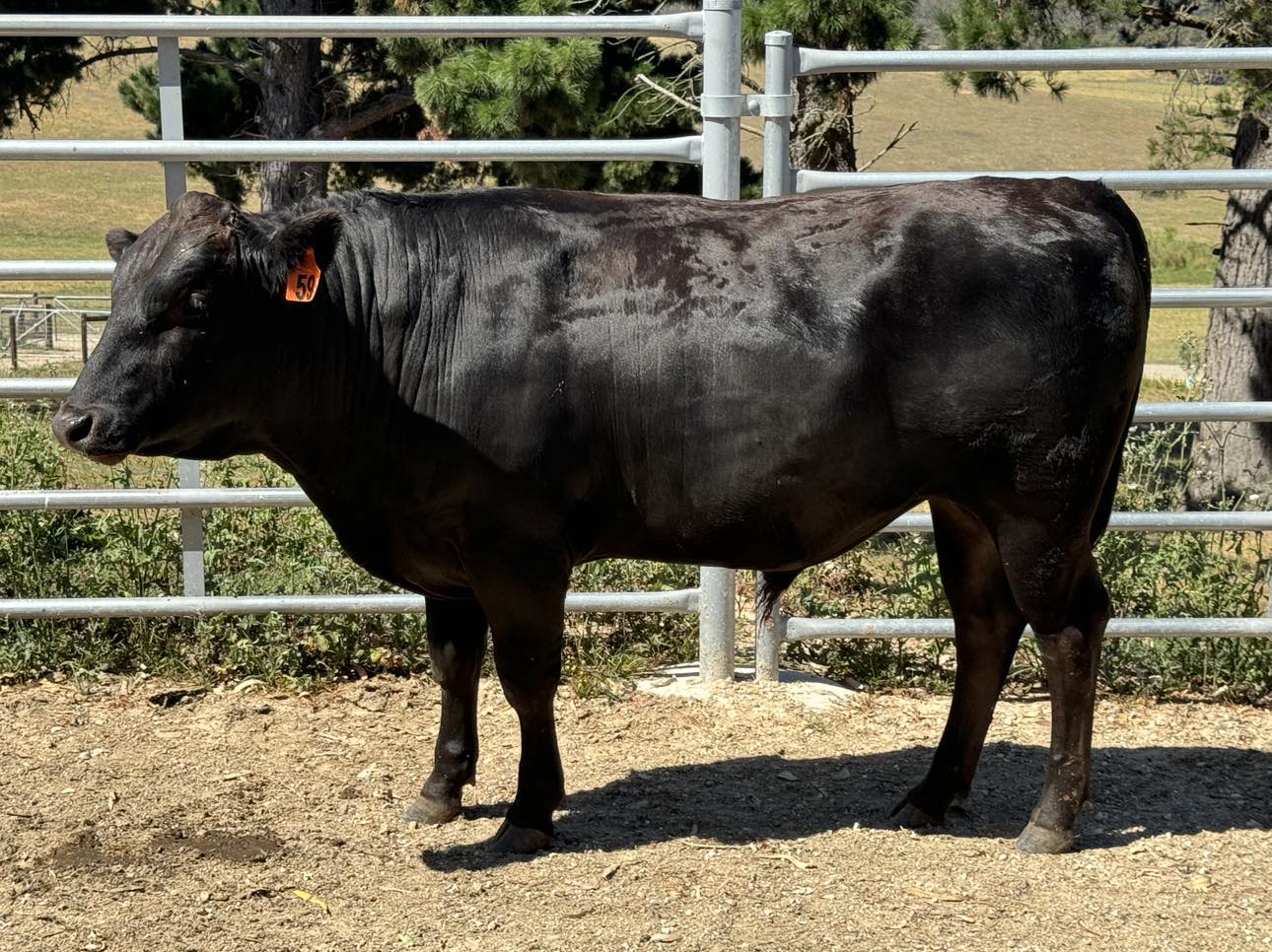 Wagyu Bulls for Sale FW1F22T0012