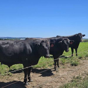 Fullblood Wagyu_fleurieu wagyu_south australia_fleurieu peninsula
