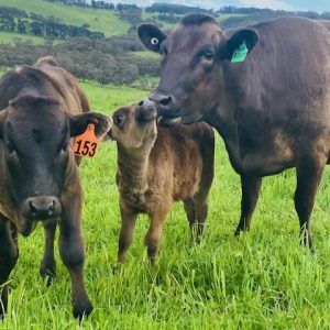 Wagyu Breeding_fleurieu wagyu_south australia_fleurieu peninsula