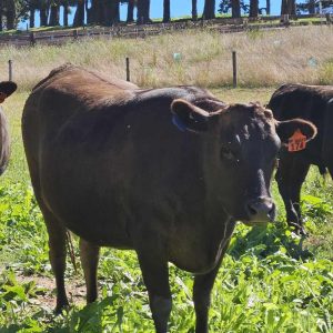 Wagyu Genetics_fleurieu wagyu_south australia_fleurieu peninsula