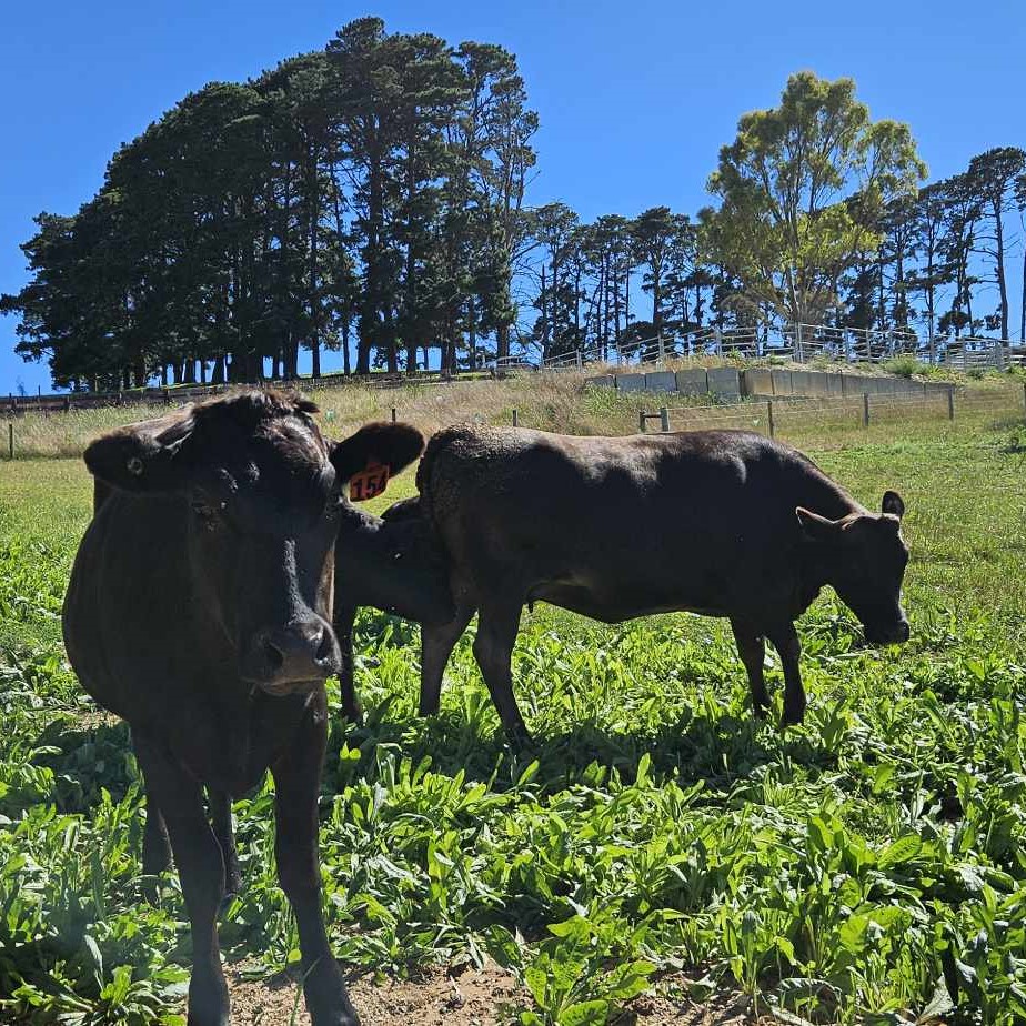 Wagyu Cattle_fleurieu wagyu