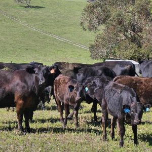 Wagyu Farming_fleurieu wagyu_south australia_fleurieu peninsula